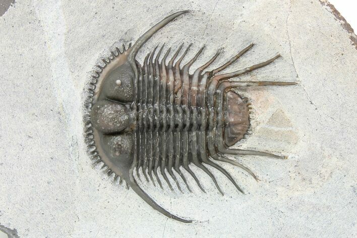 Top Quality, Long-Spined Cyphaspides Trilobite - Jorf, Morocco #255443